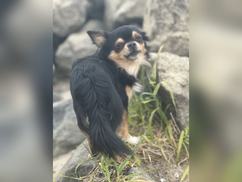 Deckrüde “Cookie” steht gesunden Hündinnen zur Verfügung