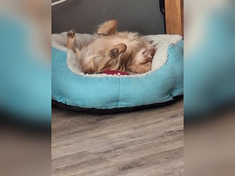 Deckrüde Chihuahua 1 Jahre alt