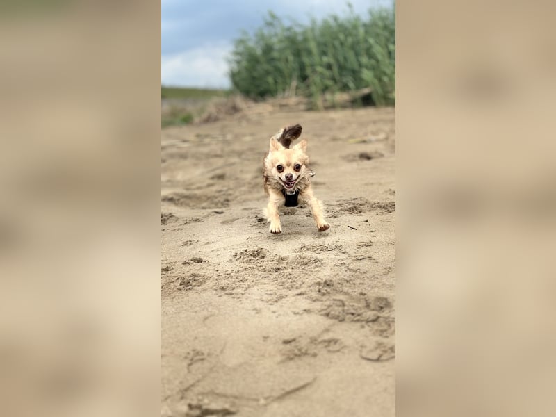 Deckrüde Chihuahua 1 Jahre alt