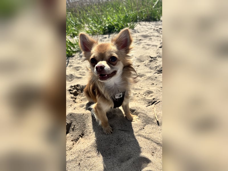 Deckrüde Chihuahua 1 Jahre alt