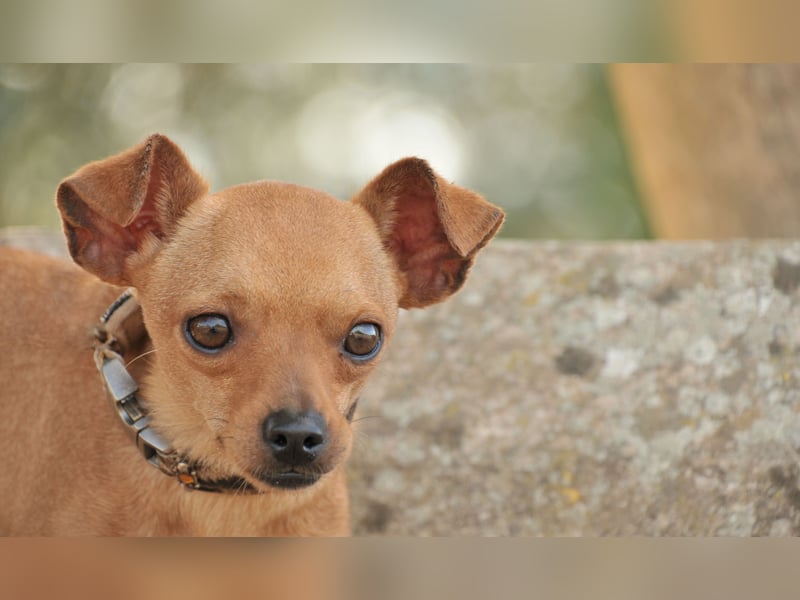 Möchtest du Carlitos Herz erobern und ihm das Zuhause schenken?