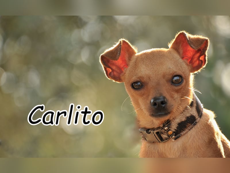 Möchtest du Carlitos Herz erobern und ihm das Zuhause schenken?