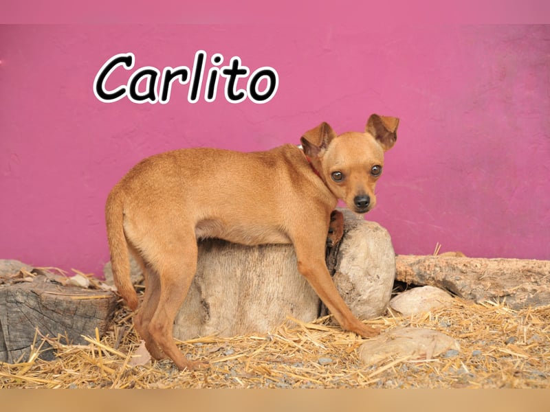 Möchtest du Carlitos Herz erobern