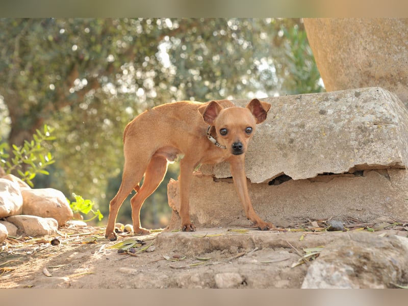 Möchtest du Carlitos Herz erobern und ihm das Zuhause schenken?