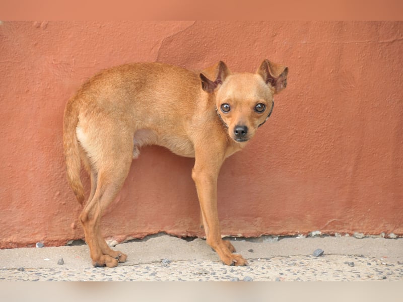 Möchtest du Carlitos Herz erobern und ihm das Zuhause schenken?