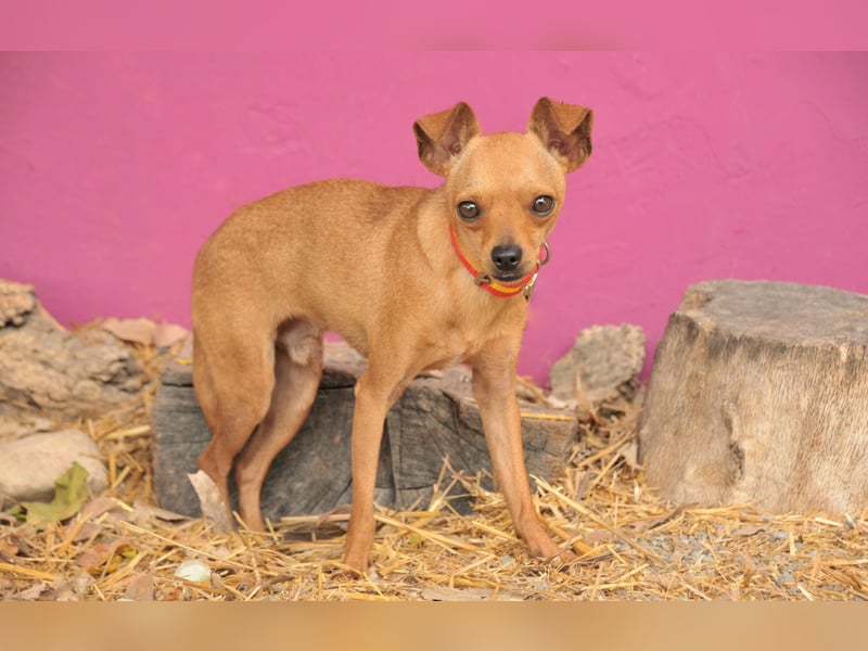 Möchtest du Carlitos Herz erobern und ihm das Zuhause schenken?