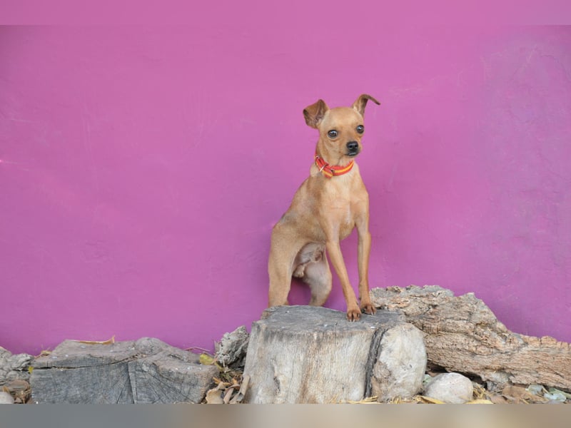 Möchtest du Carlitos Herz erobern und ihm das Zuhause schenken?