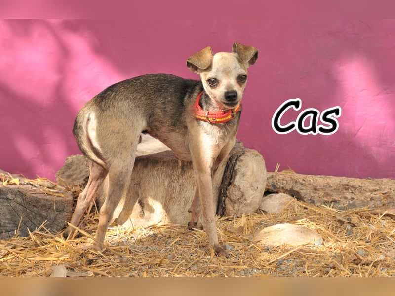 Möchtest du Cas zeigen, dass das Leben auch voller Zuneigung sein kann?