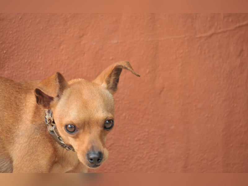 Möchtest du Carlitos Herz erobern und ihm das Zuhause schenken?