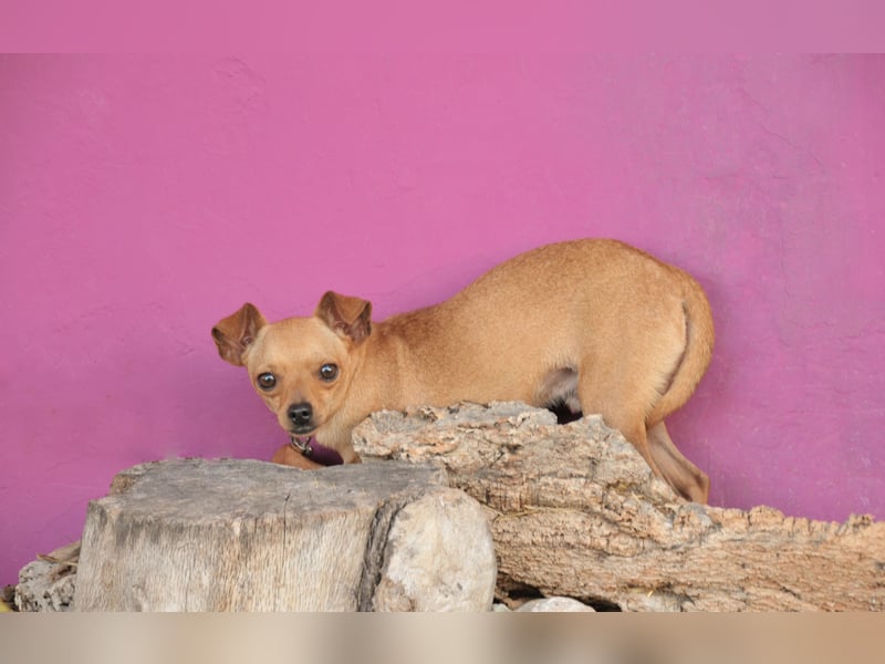 Möchtest du Carlitos Herz erobern und ihm das Zuhause schenken?