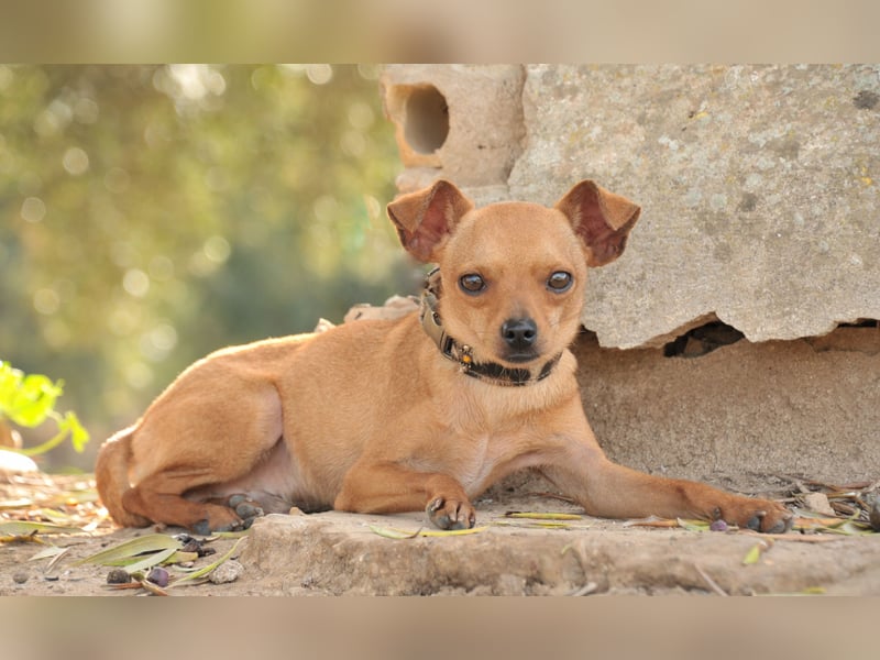 Möchtest du Carlitos Herz erobern und ihm das Zuhause schenken?