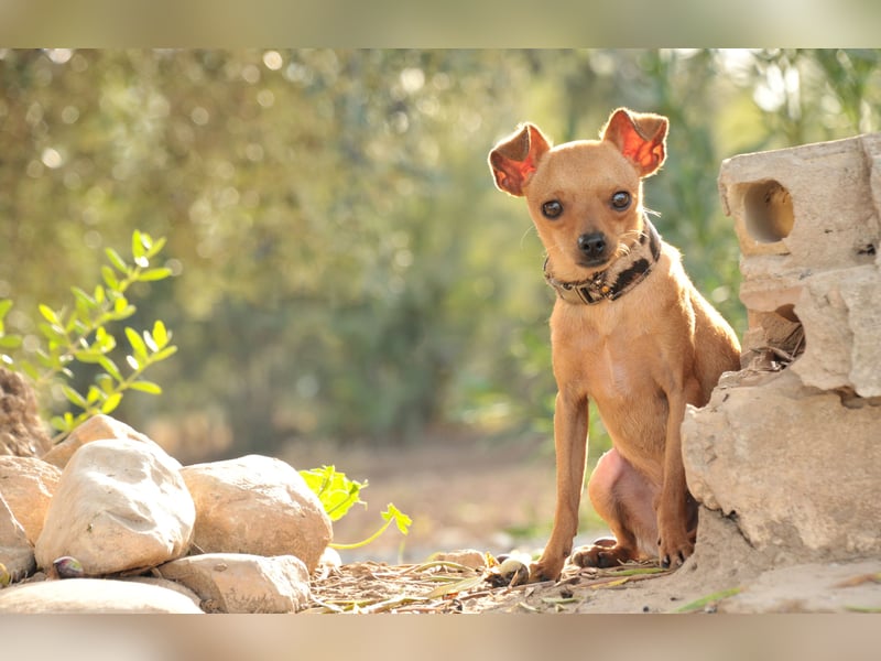 Möchtest du Carlitos Herz erobern und ihm das Zuhause schenken?