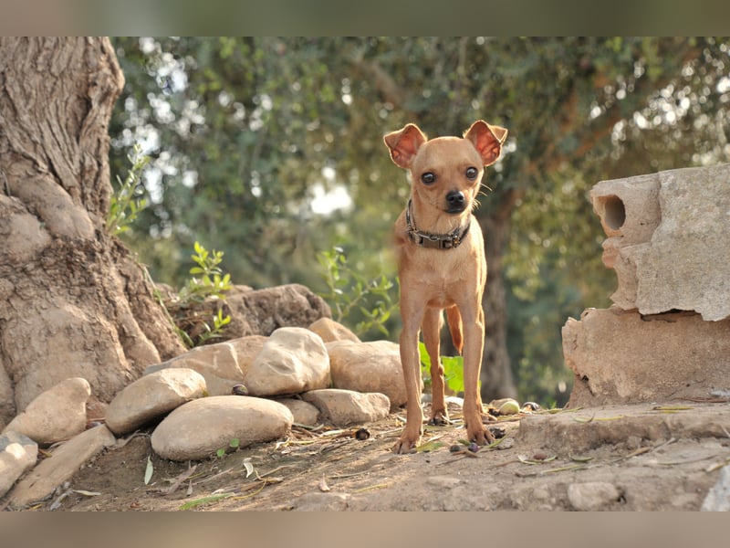 Möchtest du Carlitos Herz erobern und ihm das Zuhause schenken?
