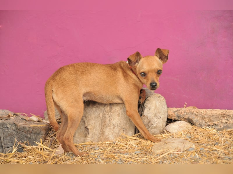 Möchtest du Carlitos Herz erobern und ihm das Zuhause schenken?