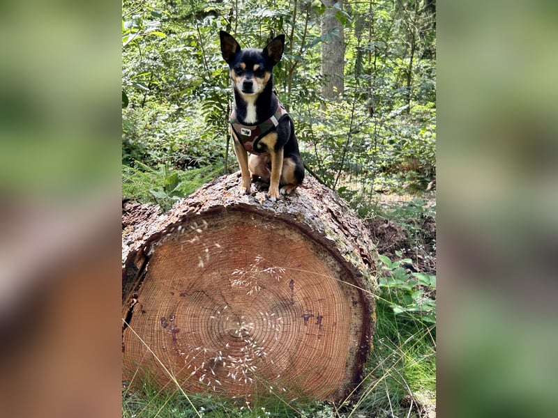 Kleiner Mann sucht neues Zuhause