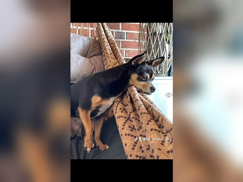 Kleiner Mann sucht neues Zuhause