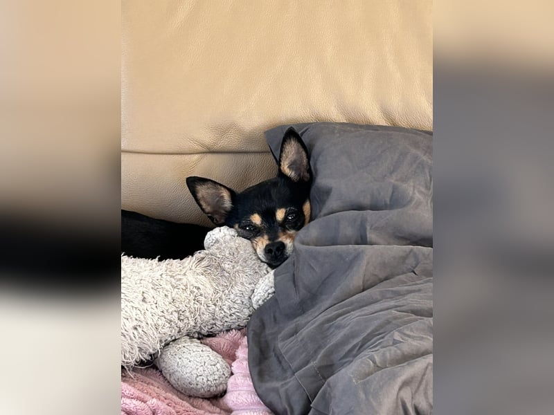Kleiner Mann sucht neues Zuhause