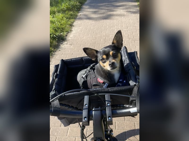 Kleiner Mann sucht neues Zuhause