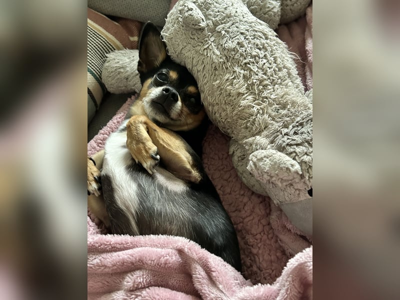 Kleiner Mann sucht neues Zuhause