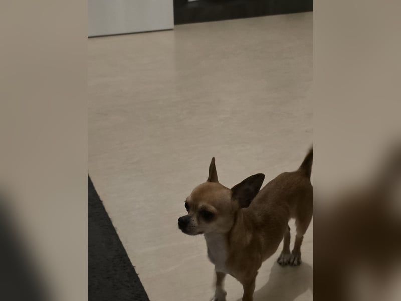 Chihuahua Pinscher Mix, 3 Jahre alt, sucht liebevolles Zuhause