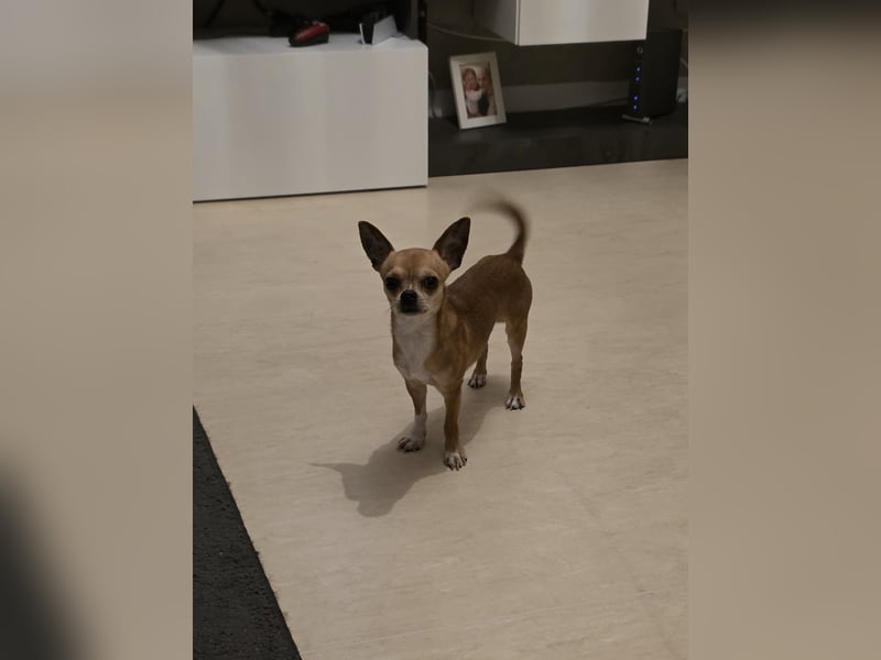 Chihuahua Pinscher Mix, 3 Jahre alt, sucht liebevolles Zuhause