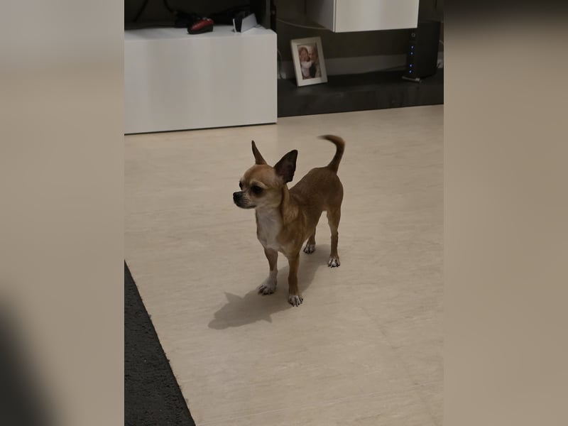 Chihuahua Pinscher Mix, 3 Jahre alt, sucht liebevolles Zuhause