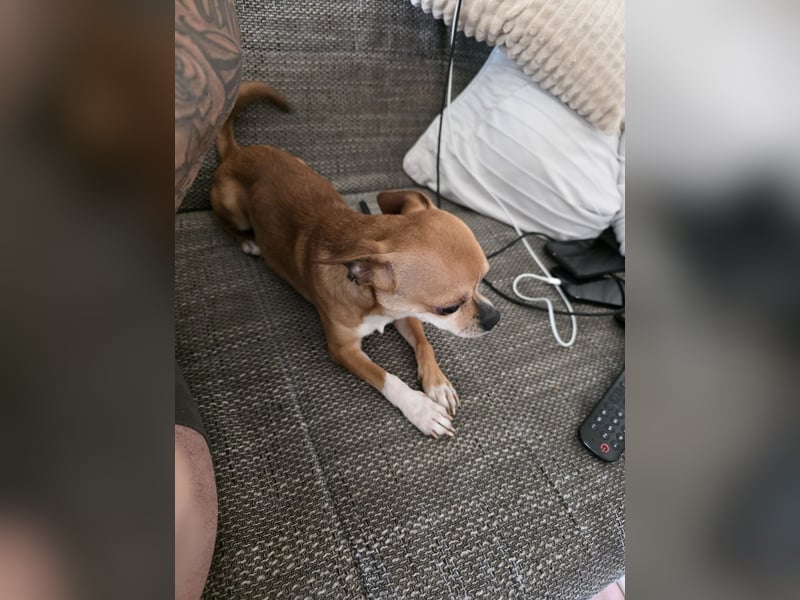 Chihuahua Pinscher Mix, 3 Jahre alt, sucht liebevolles Zuhause