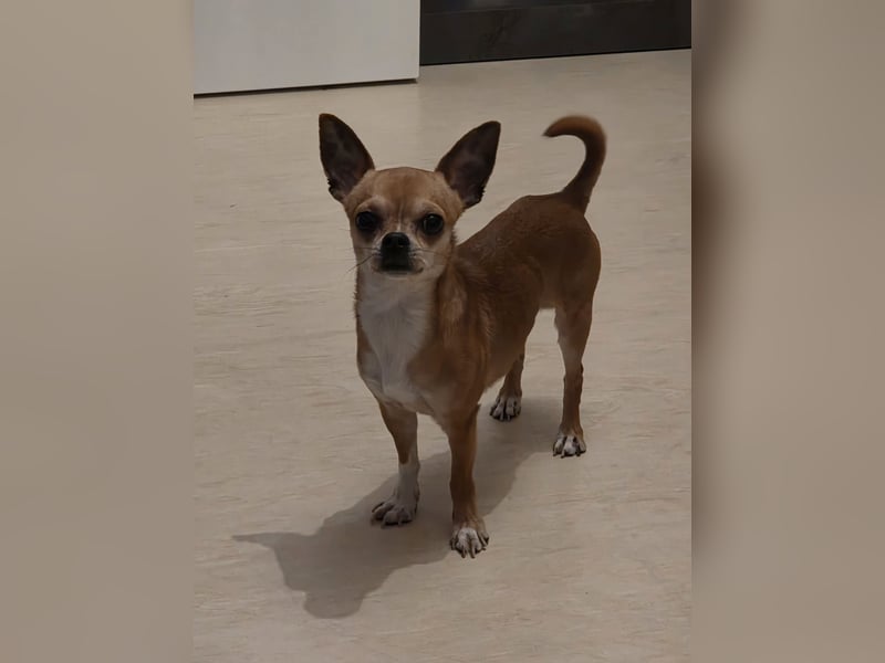 Chihuahua Pinscher Mix, 3 Jahre alt, sucht liebevolles Zuhause
