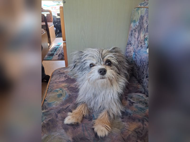 Chihuahua Mix