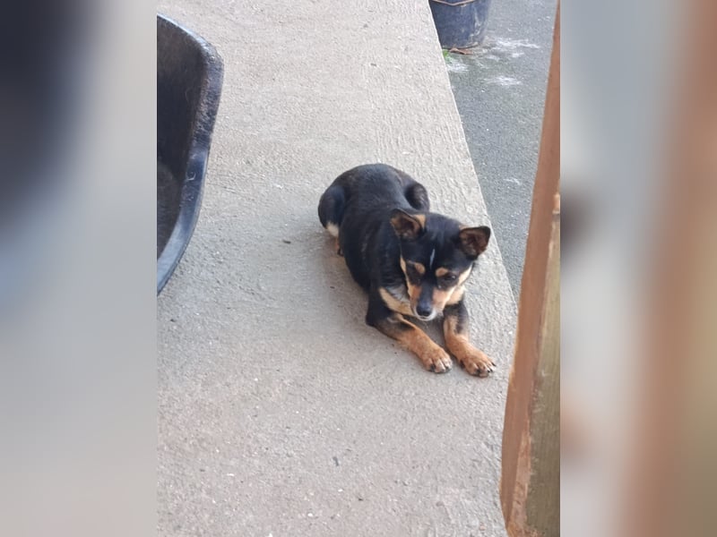 Chihuahua-Mischling Cicca sucht ihren Menschen - in 97262 Hausen bei Würzburg auf Pflege