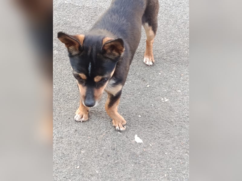 Chihuahua-Mischling Cicca sucht ihren Menschen - in 97262 Hausen bei Würzburg auf Pflege