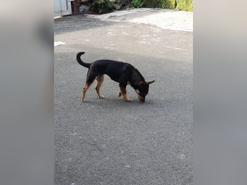 Chihuahua-Mischling Cicca sucht ihren Menschen - in 97262 Hausen bei Würzburg auf Pflege