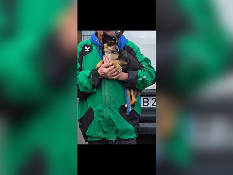 Chihuahua-Mischling Cicca sucht ihren Menschen - in 97262 Hausen bei Würzburg auf Pflege