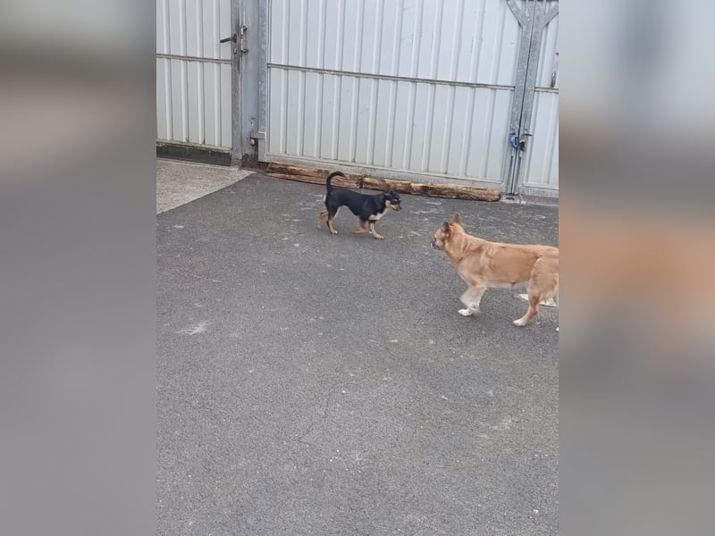 Chihuahua-Mischling Cicca sucht ihren Menschen - in 97262 Hausen bei Würzburg auf Pflege