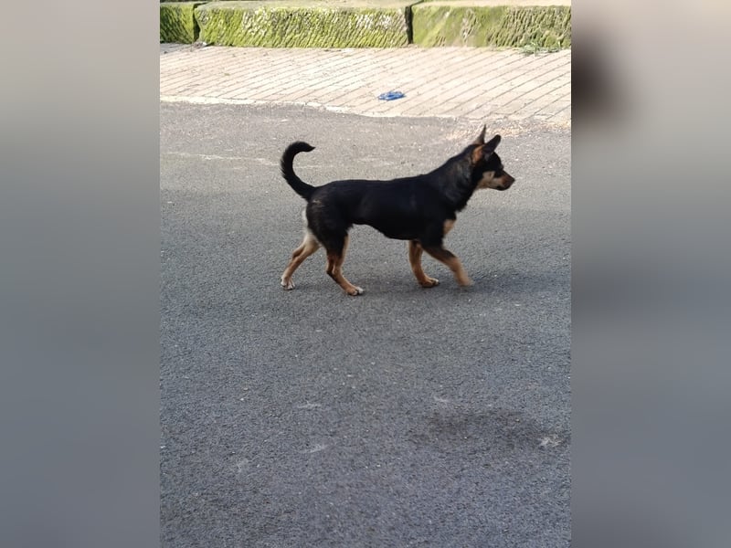 Chihuahua-Mischling Cicca sucht ihren Menschen - in 97262 Hausen bei Würzburg auf Pflege