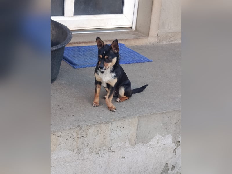 Chihuahua-Mischling Cicca sucht ihren Menschen - in 97262 Hausen bei Würzburg auf Pflege