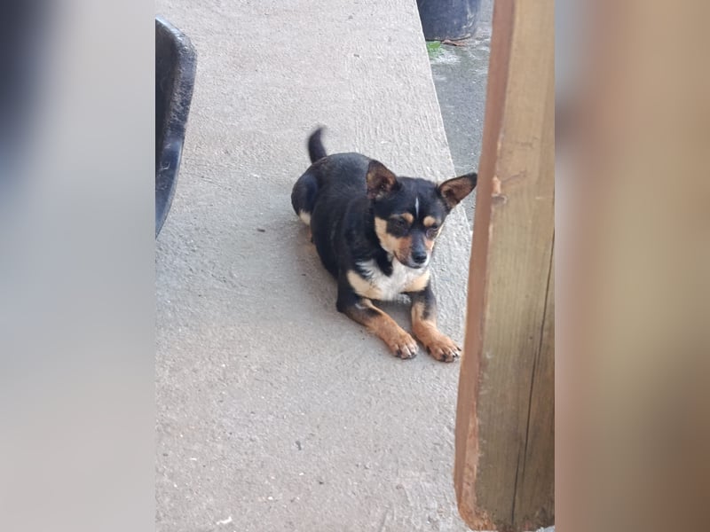 Chihuahua-Mischling Cicca sucht ihren Menschen - in 97262 Hausen bei Würzburg auf Pflege