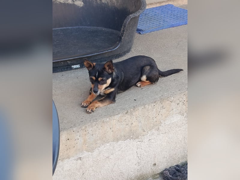 Chihuahua-Mischling Cicca sucht ihren Menschen - in 97262 Hausen bei Würzburg auf Pflege