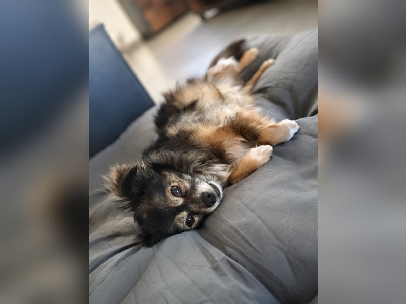 Pia