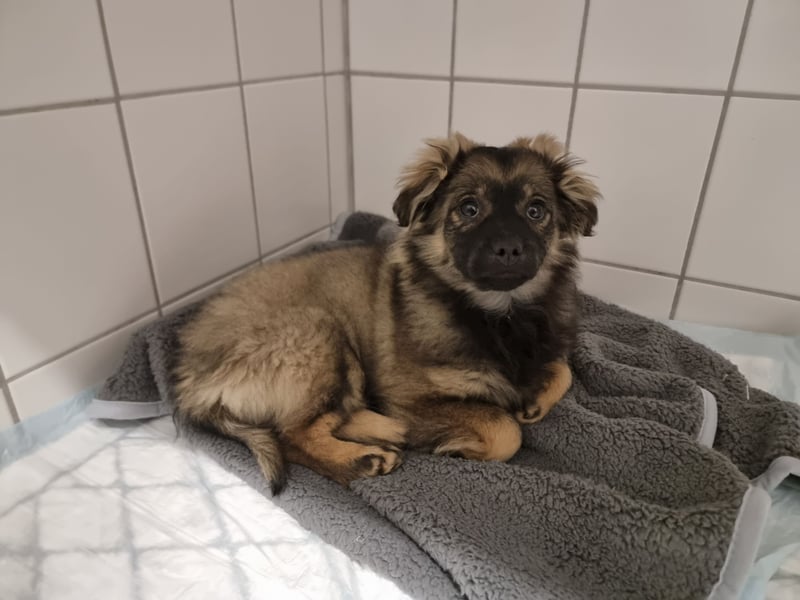 Niedlicher kleiner Kenny