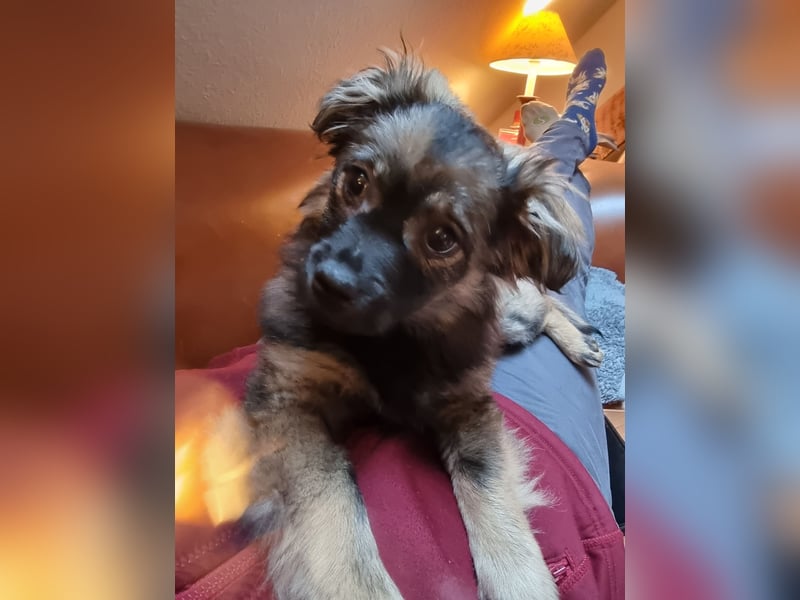 Niedlicher kleiner Kenny