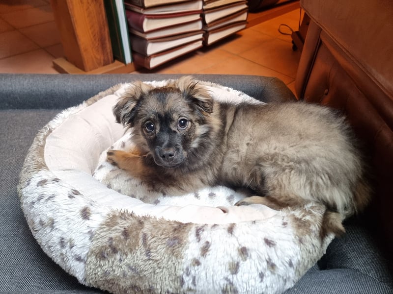 Niedlicher kleiner Kenny