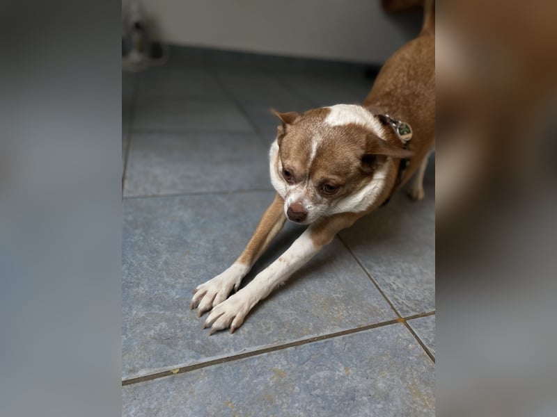 Chihuahua-Mix Rüde lieb,verspielt