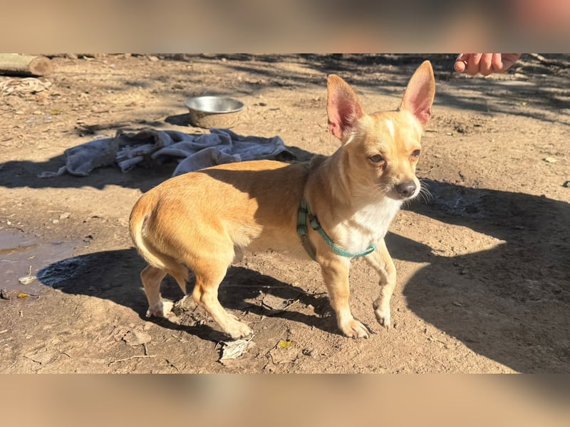 Wifi - verspielt, offen und ruhebedürftig