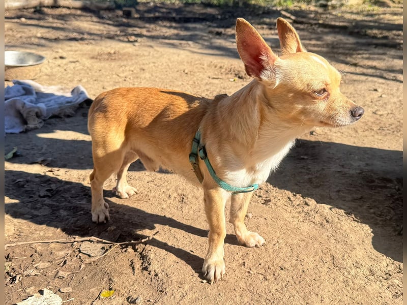 Wifi - verspielt, offen und ruhebedürftig