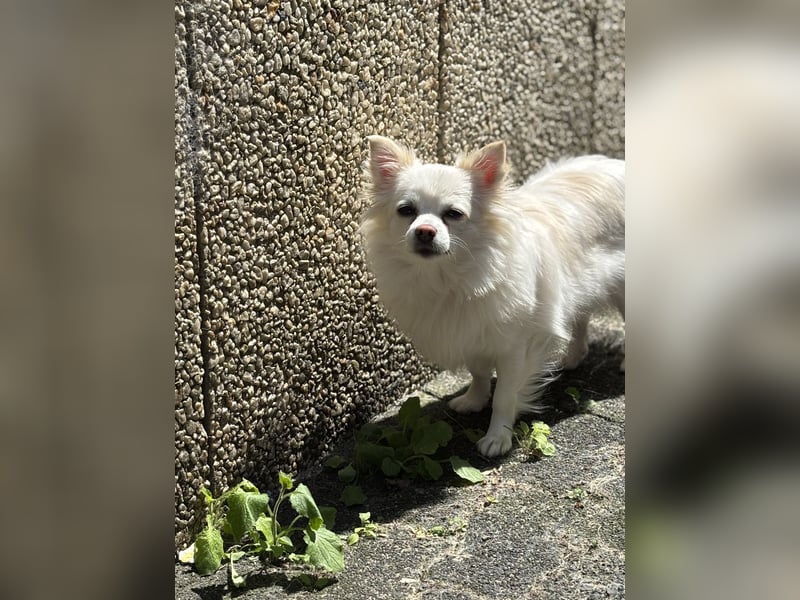 Snow Chihuahua Kleinspitz Mischling Snow Chihuahua Kleinspitz Mischling