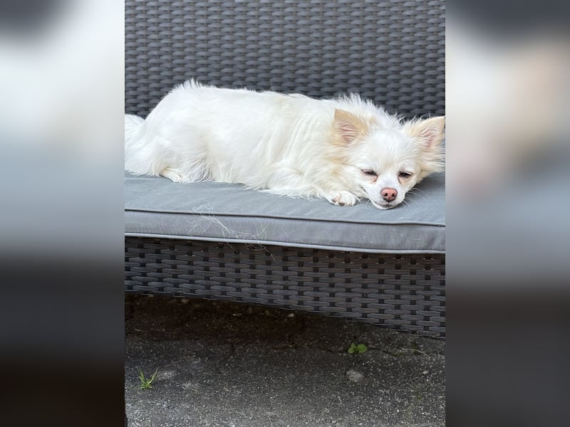 Snow Chihuahua Kleinspitz Mischling Snow Chihuahua Kleinspitz Mischling