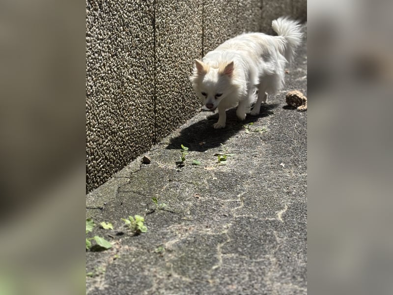 Snow Chihuahua Kleinspitz Mischling Snow Chihuahua Kleinspitz Mischling