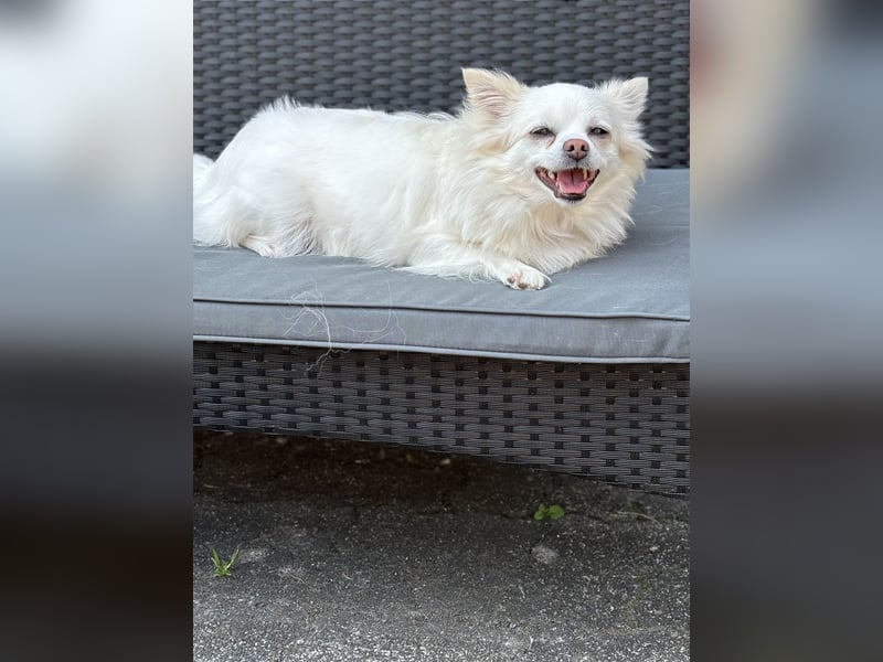Snow Chihuahua Kleinspitz Mischling Snow Chihuahua Kleinspitz Mischling