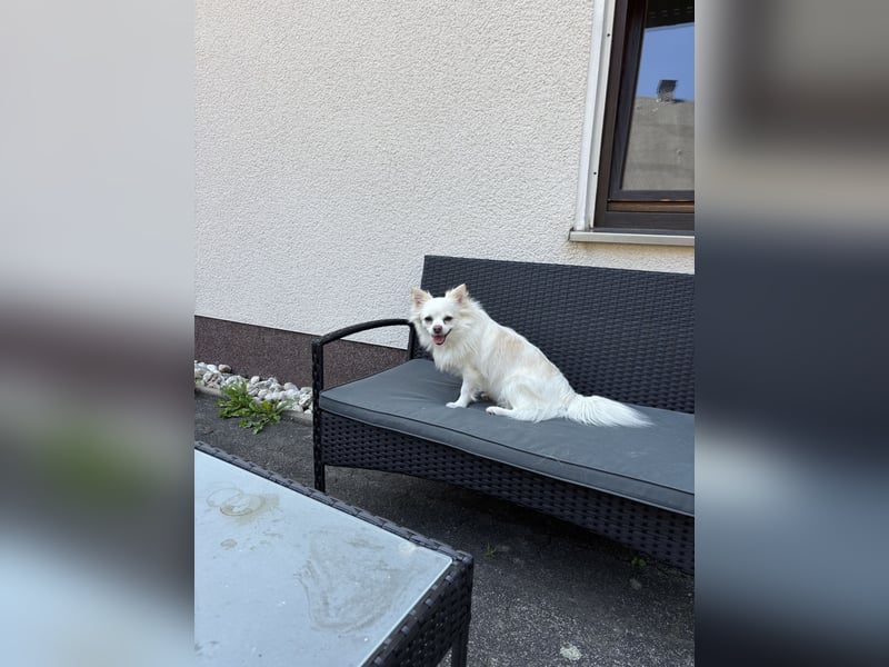 Snow Chihuahua Kleinspitz Mischling Snow Chihuahua Kleinspitz Mischling